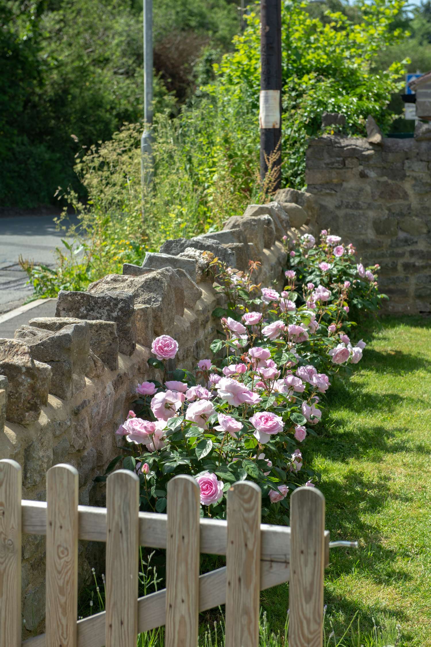 Ruusu 'Olivia Rose Austin®' (Ausmixture)